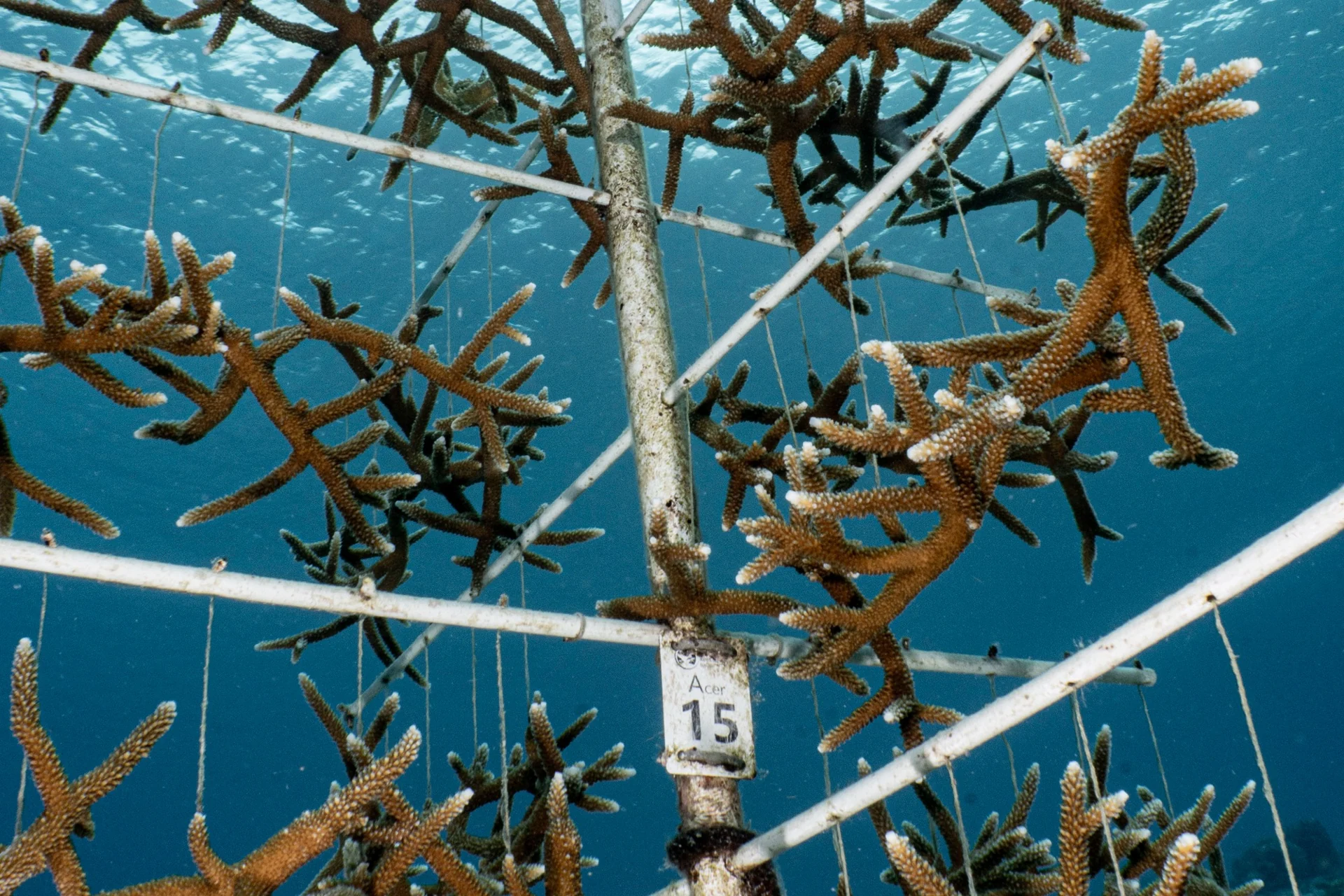 Branching corals growing on an underwater coral nursery structure in Bonaire